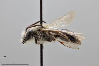 Media type: image;   Entomology 771476 Aspect: habitus lateral view